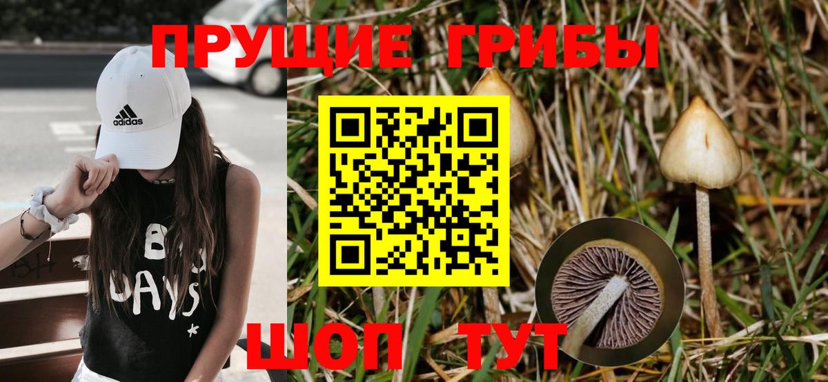 Псилоцибиновые грибы Cubensis Зеленодольск